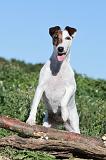 FOX TERRIER POIL LISSE 083